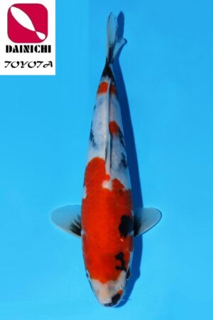 GK-3802 - Showa - Dainichi