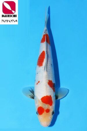 GK-3805 - Showa - Dainichi