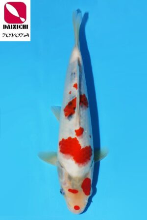 GK-3804 - Showa - Dainichi