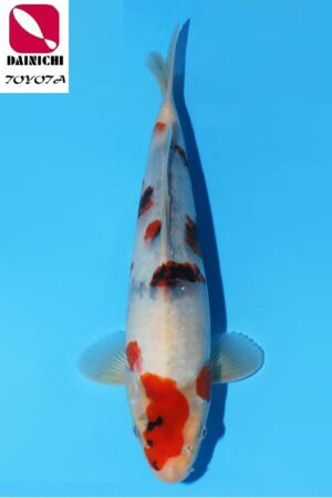 GK-3810 - Showa - Dainichi