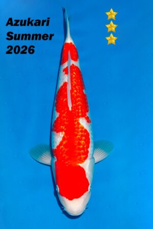 GK-3817 - Kohaku - Ogata