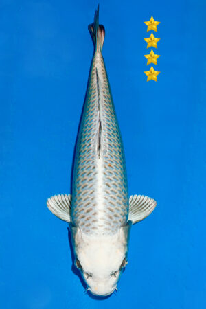 GK-3832 - Mukashi Ogon - Ogata