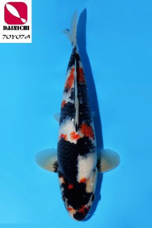 GK-3407 - Showa - Dainichi