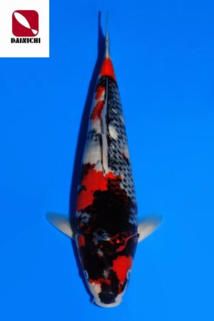 GK-3782 - Showa - Dainichi