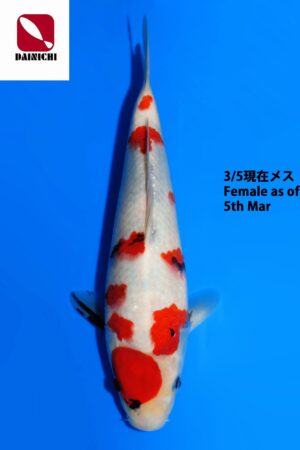 GK-3759 - Showa - Dainichi