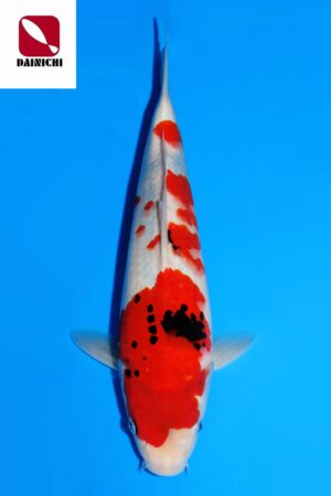 GK-3783 - Showa - Dainichi