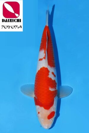 GK-3800 - Kohaku - Dainichi
