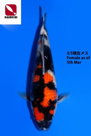 GK-3759 - Showa - Dainichi