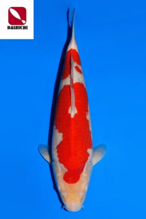 GK-3786 - Kohaku - Dainichi