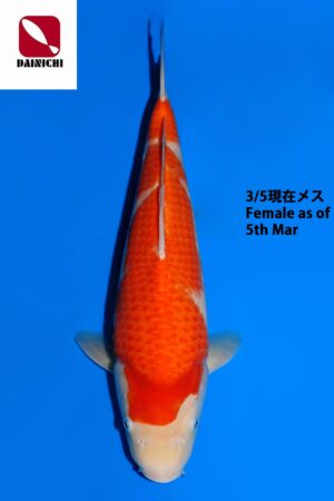 GK-3760 - Kohaku - Dainichi