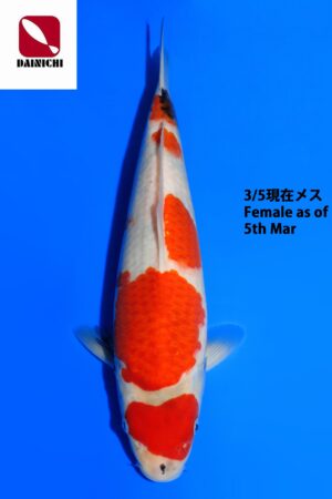 GK-3761 - Showa - Dainichi