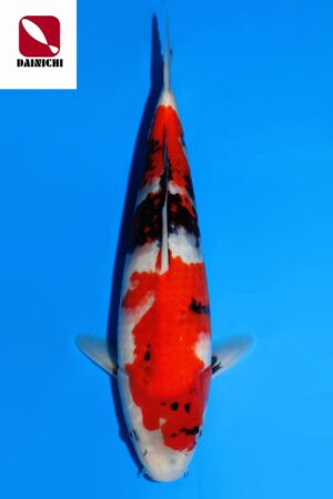 GK-3784 - Showa - Dainichi