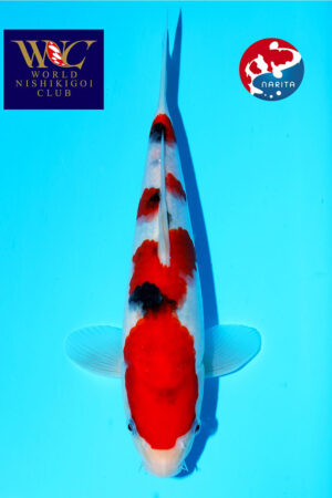 GK-3819 - Sanke - Tamaura