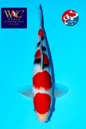 GK-3820 - Sanke - Tamaura