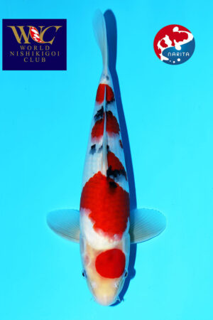 GK-3821 - Sanke - Tamaura