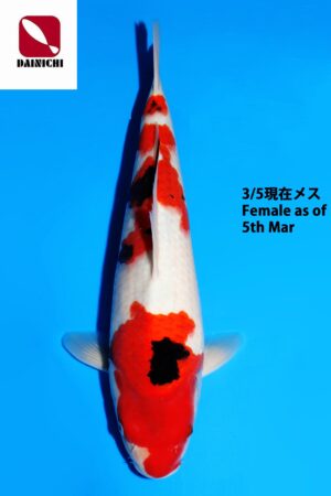 GK-3762 - Showa - Dainichi