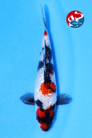 GK-3792 - Gin Rin Showa - Oya