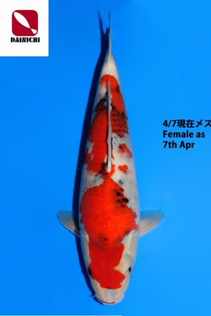 GK-3828 - Showa - Dainichi