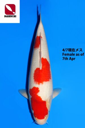 GK-3811 - Kohaku - Dainichi