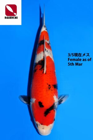 GK-3763 - Showa - Dainichi