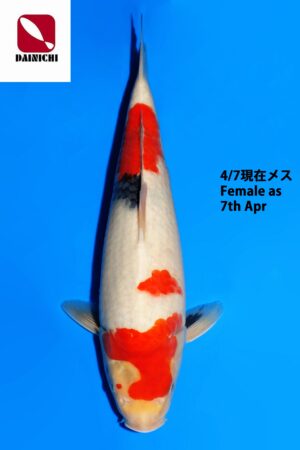GK-3829 - Showa - Dainichi
