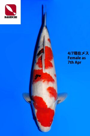 GK-3830 - Showa - Dainichi