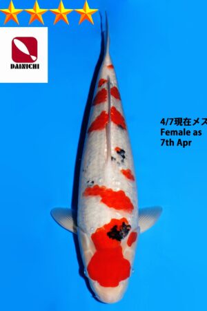 GK-3831 - Sanke - Dainichi