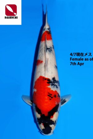 GK-3815 - Showa - Dainichi