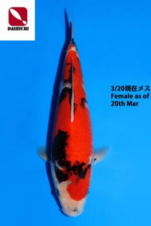 GK-3785 - Showa - Dainichi