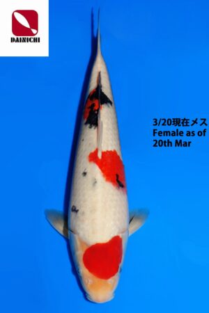 GK-3786 - Sanke - Dainichi