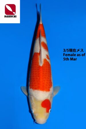 GK-3765 - Kohaku - Dainichi