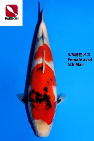 GK-3766 - Showa - Dainichi