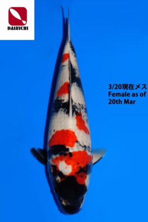 GK-3789 - Showa - Dainichi