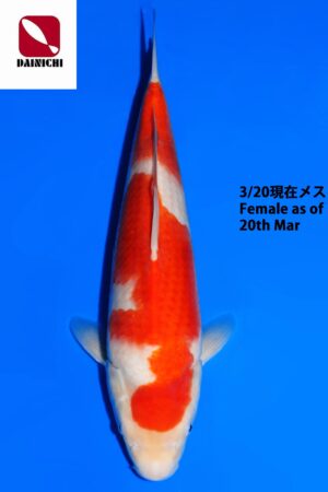 GK-3790 - Kohaku - Dainichi