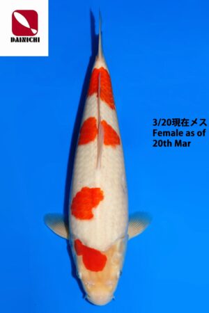 GK-3793 - Kohaku - Dainichi