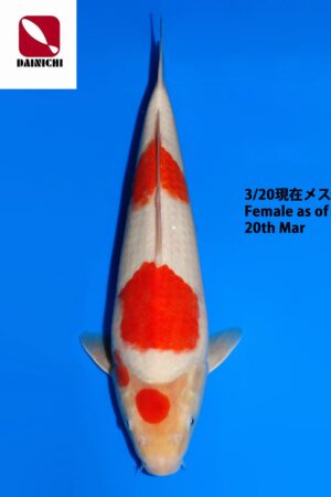 GK-3794 - Kohaku - Dainichi