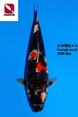 GK-3795 - Kohaku - Dainichi