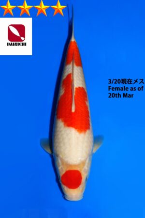GK-3799 - Kohaku - Dainichi