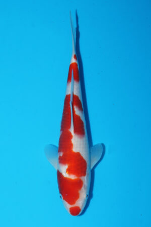 A-0112 - Ai Goromo - Izumiya