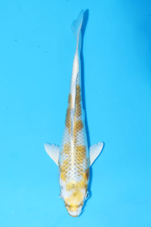 A-0120 - Kirin - Wada