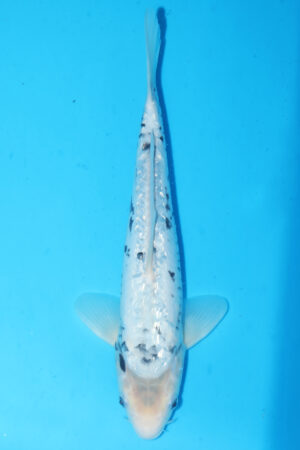 A-0121 - Aragoke - Takatatsu