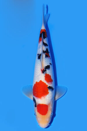 A-0123 - Sanke - Oya