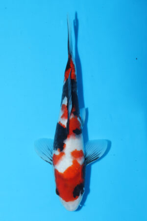 A-0125 - Showa - Izumiya