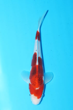 GK-2581 - Ai Goromo - Izumiya