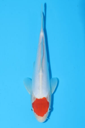 A-0131 - Doitsu Kohaku - Marusaka