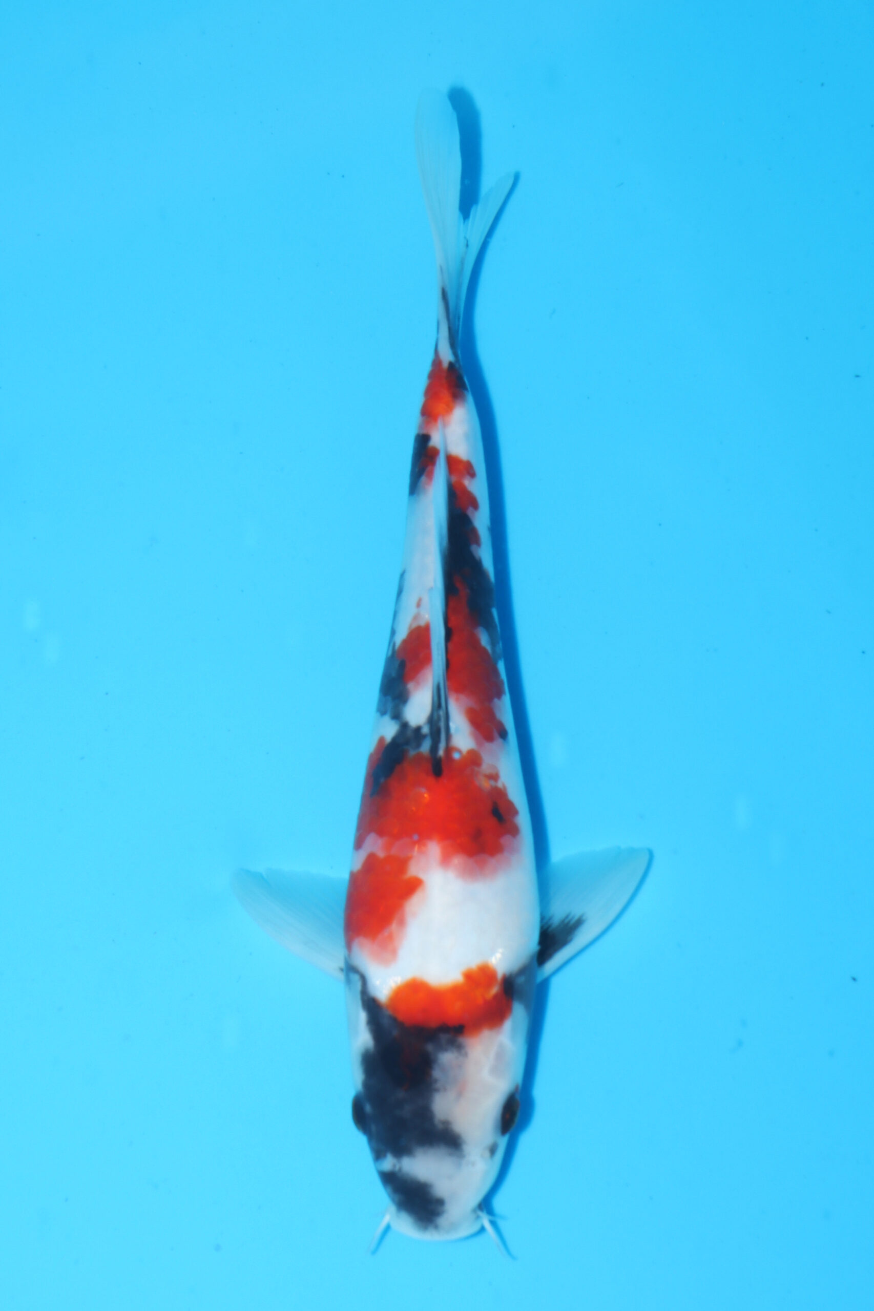 A-0133 - Showa - Izumiya