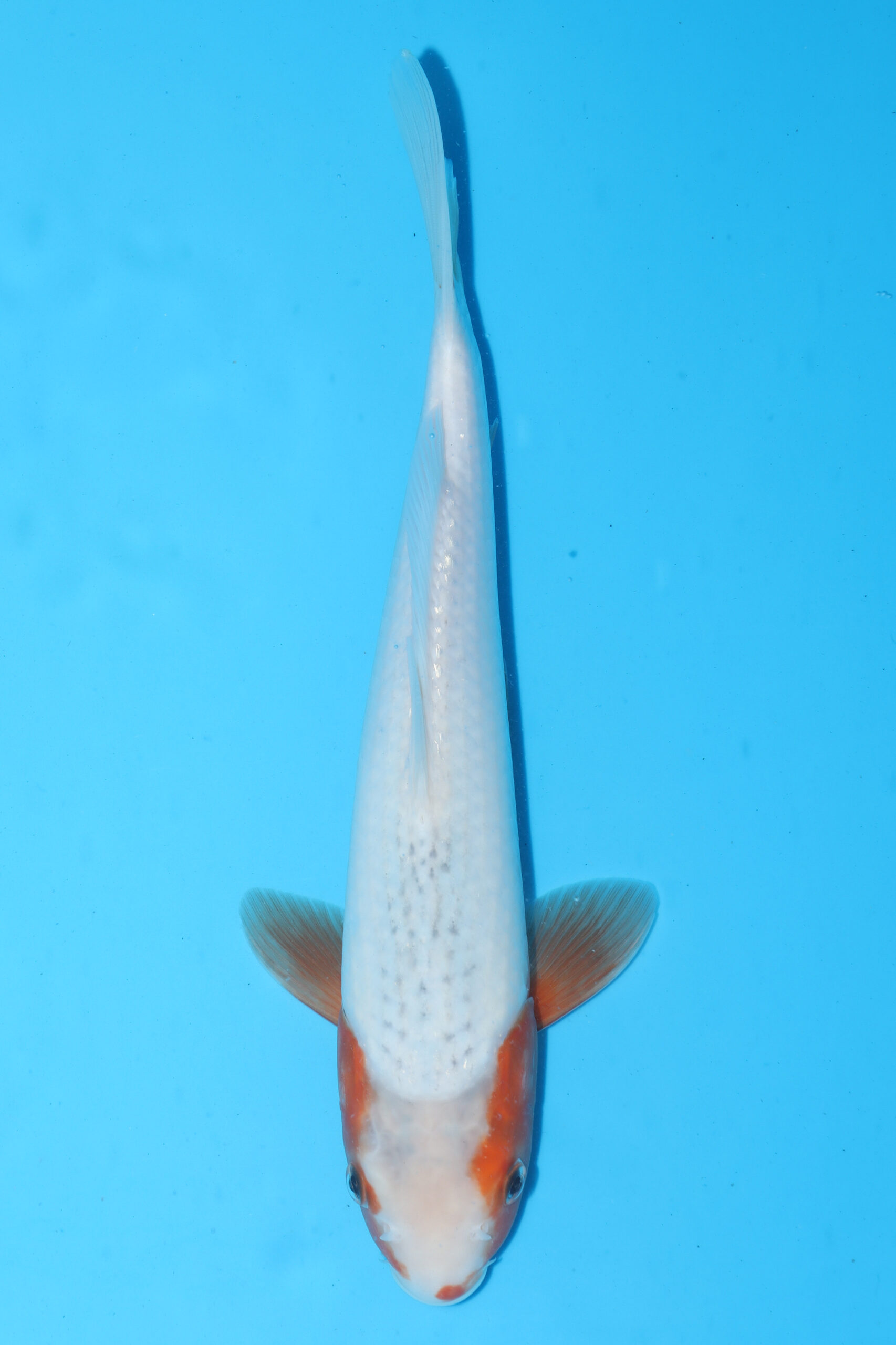 A-0134 - Asagi - Oya