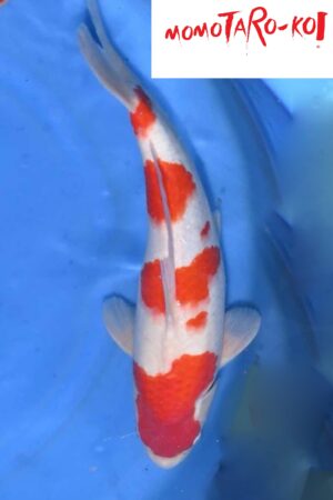 A-0150 - Kohaku - Momotaro