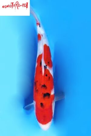 A-0155 - Sanke - Momotaro