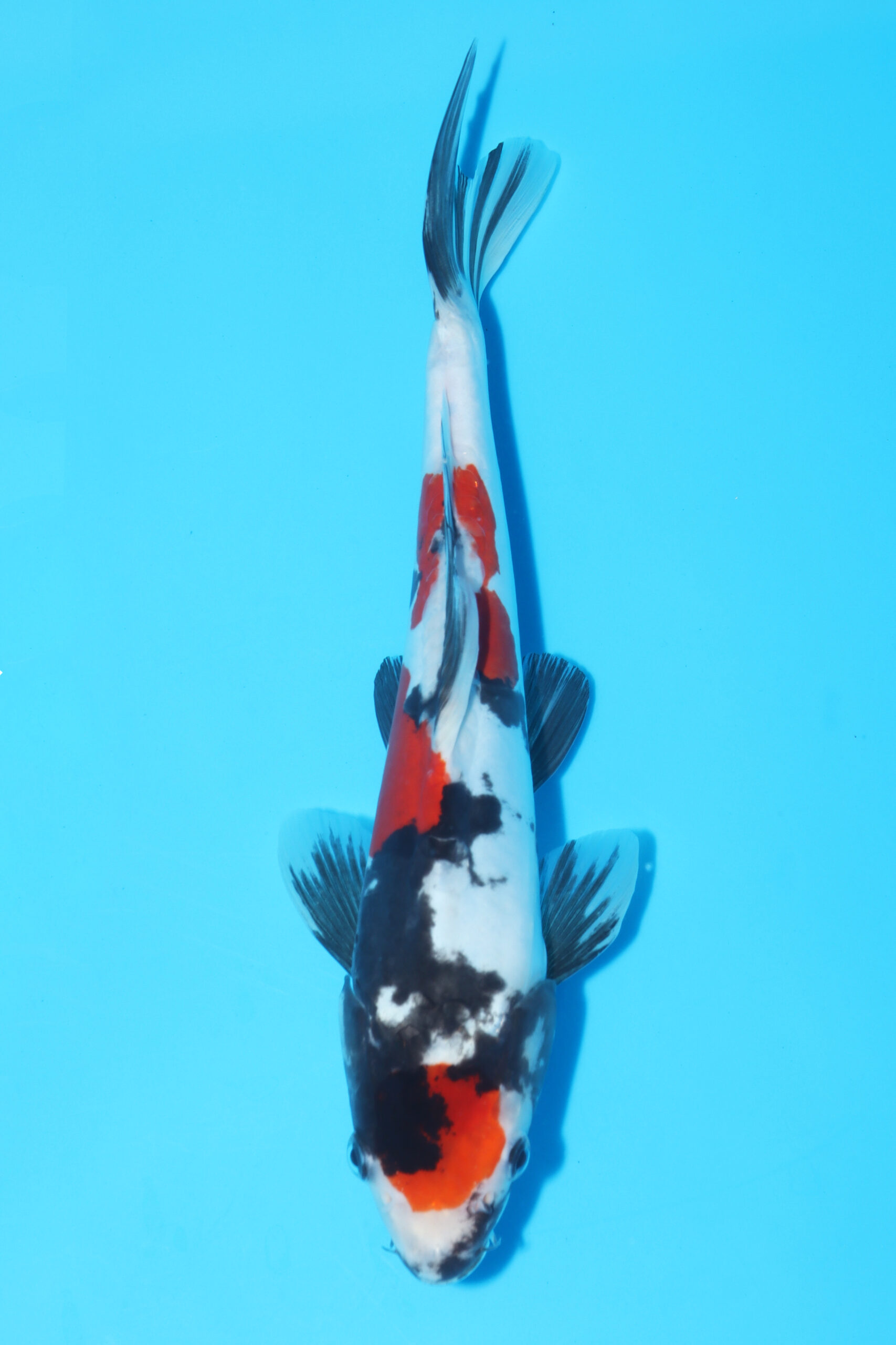 A-0158 - Doitsu Showa - Maruhide